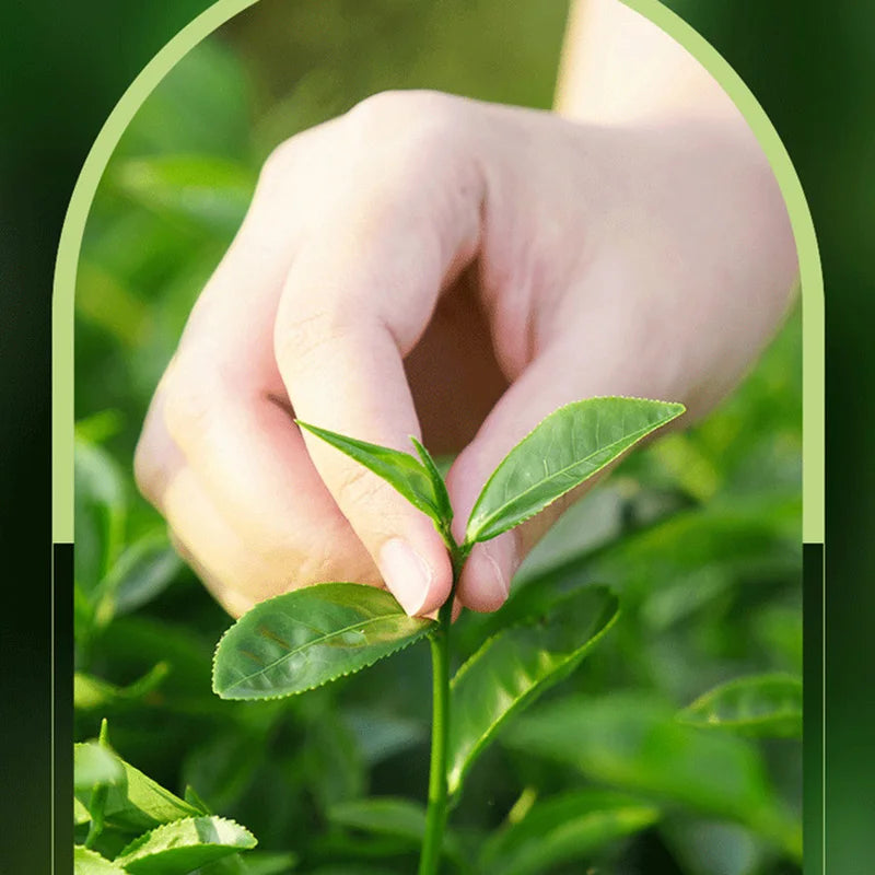 SADOER | Gel Purifiant à l'Arbre à Thé ✨ Soin Anti-Acné & Hydratant – 1/2/3 Pièces