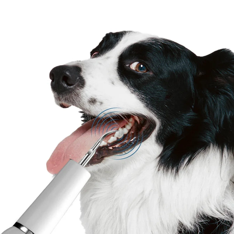 Dispositif de calcul dentaire pour chien, brosse à dents ultrasonique, détartreur électrique pour animaux de compagnie, outil de nettoyage des dents, Plaque, Kit de soins dentaires pour chien et chat