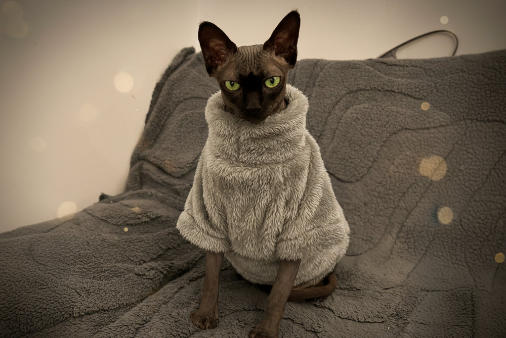 🐱 Pull Doux Luxe pour Chat – Vêtement Chaud Velours Automne Hiver